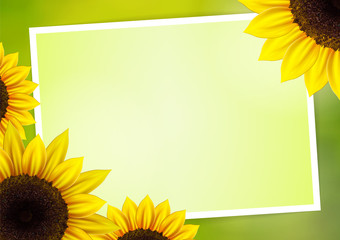 Sunflower vector background for image and text - 87598739