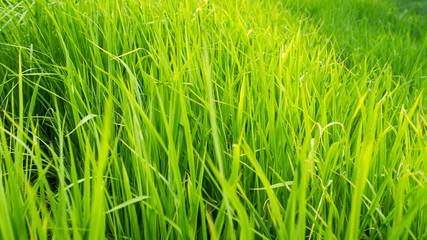 rice field close up