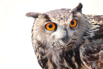 close up portrait of a owl 