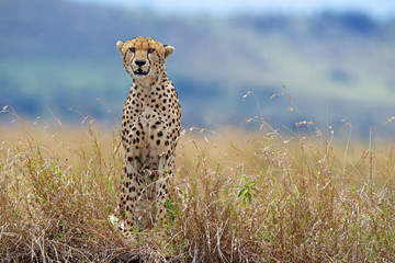 A Cheetah looking at the camera