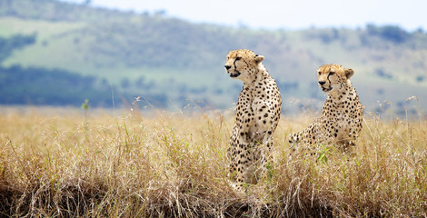 Two Cheetah's looking to the left