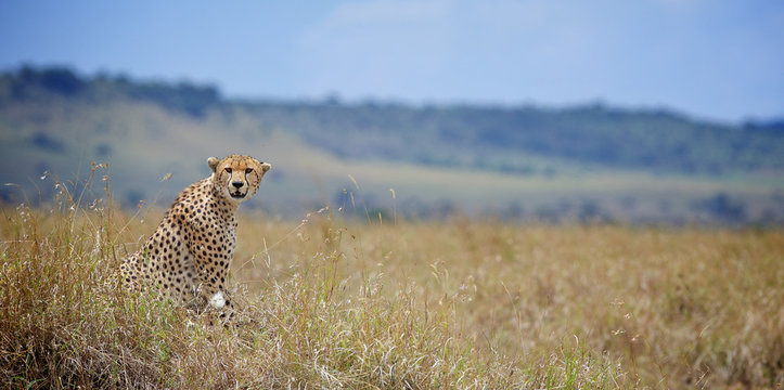 A Cheetah looking at the camera