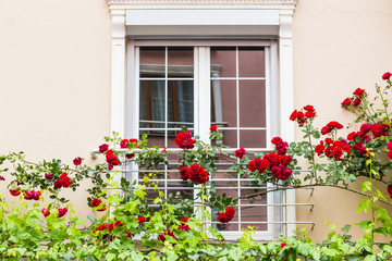 window with roses