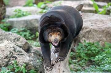 Sun Bear