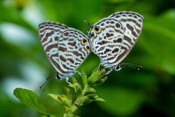 Fototapeta na wymiar Small butterflies