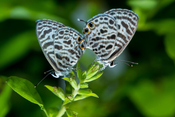 Small butterflies