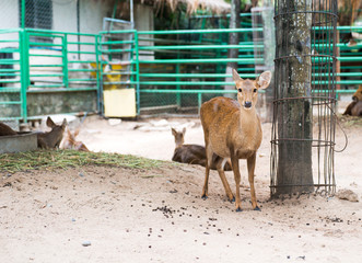 deer farm