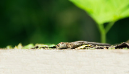 Waldeidechse (Zootoca vivipara) 