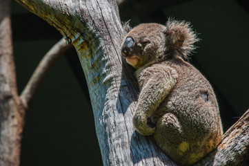 koala in rest time.