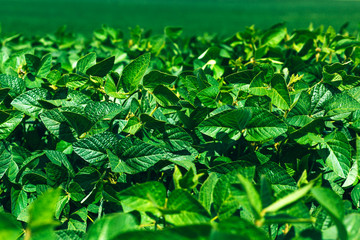 Rural landscape with fresh green soy field. Soybean field