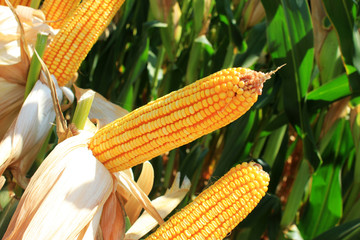 Corncob. A corn field during summer afternoon in rural © sebboy12