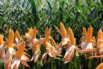 Cornfield. A corn field during summer afternoon in rural - obrazy, fototapety, plakaty