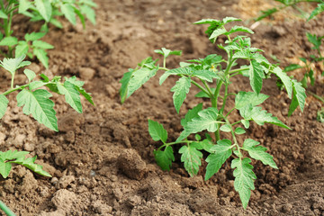 Growing tomatoes on bed