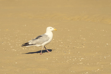 Möwe spaziert am Strand an der Nordsee