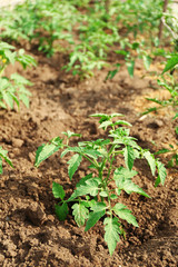 Growing tomatoes on bed