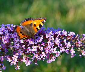Small tortoiseshell on violet flower