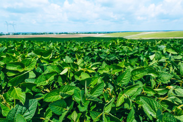 Rural landscape with fresh green soy field. Soybean field