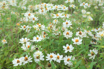 white flower