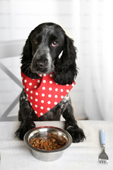 Dog looking at plate of kibbles on dining table © Africa Studio