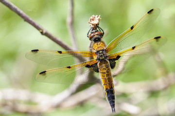 Vierfleck Libelle - Libellula quadrimaculata - Makroaufnahme