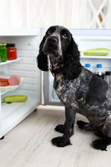 Cute Russian Spaniel near fridge in kitchen