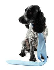 Cute dog with blue tie isolated on white background