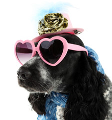 Cute dog with sunglasses, cap and scarf isolated on white background