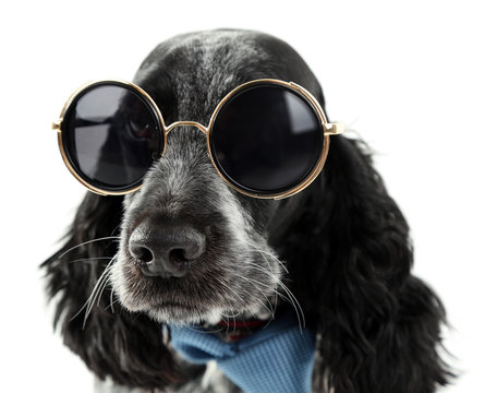 Cute Dog With Sunglasses Isolated On White Background