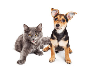 Adorable little happy kitten and mixed breed puppy dog together on a white background