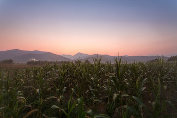 Corn farm