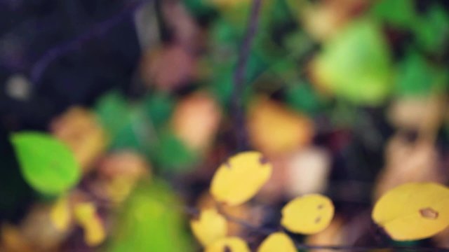Amanita muscaria displayed through the autumn leaves in the