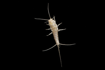 A macro shot of a lepisma on black background