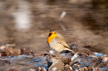 Pettirosso