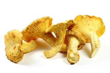 frische Pfifferlinge isoliert auf weißem Hintergrund