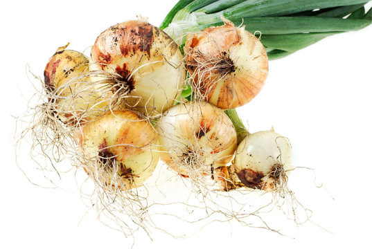 Onion, isolated on a white.