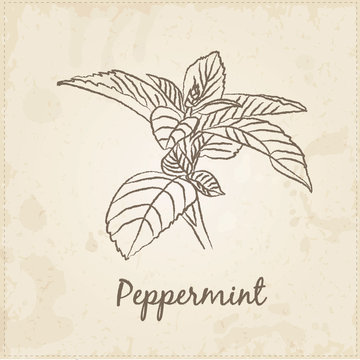 Kitchen hand-drawn herbs and spices, Peppermint.