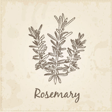 Kitchen hand-drawn herbs and spices, Rosemary.