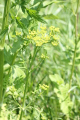 Yellow head and seeds of a Wild Parsnip weed in poisonous stage growing in a conservation area in Ontario.  Wild Parsnip is a highly visible yellow-flowered weed in roadside ditches and other areas