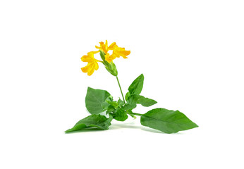 Yellow flower with green leaf isolated on white background