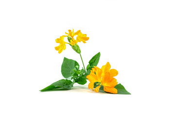 Yellow flower with green leaf isolated on white background