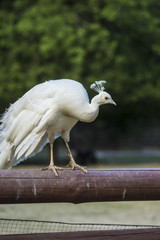 Obraz premium white peacock