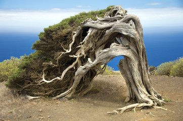 Sabina, a Canary Island tree