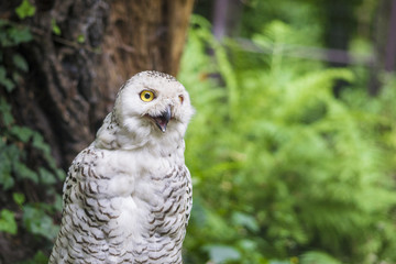 snowy owl