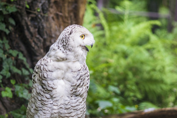 snowy owl