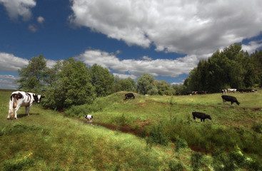 Fototapeta premium Cows graze on green grass small river and the forestwill 