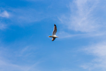 Seagulls 