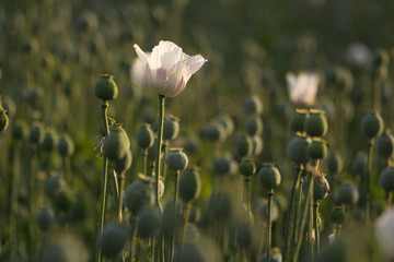 white poppies and poppyheads
