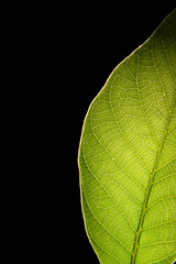 Green leaf on black background