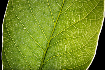 Green leaf close up