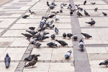  flock of pigeons